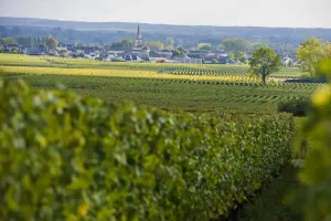 Vignobles en Scène ! - Reflets de vignes