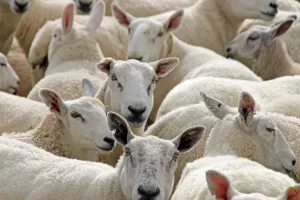DE FERME EN FERME PIÈGE, LAURAGAIS, RAZÈS