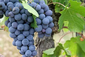 Portes Ouvertes du Domaine Plessis