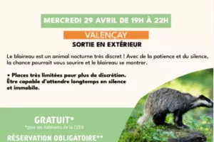 À l'affût du blaireau