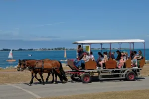 Balade attelée sur le port de Saint-Vaast-la-Hougue
