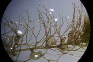 Microplongée en eau douce