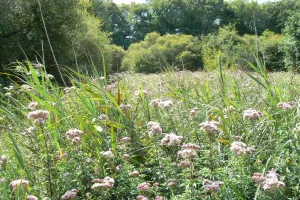 Vannerie et décorations de fête
