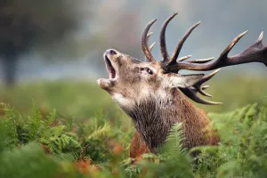 Rando brame du Cerf