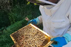 Journée Mondiale des Abeilles