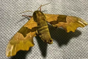 Papillons nocturnes à la réserve naturelle de Mathon