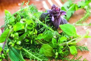 Du bon usage des plantes sauvages, réserve départementale de biodiversité d'Argentat