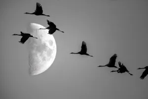 Comprendre la migration des oiseaux