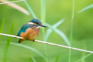 Les oiseaux au fil des saisons