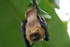 Sortie chauve-souris