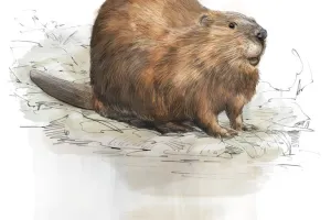 Sur les traces du castor d'Europe