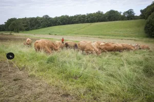 Plantes et Cie : pastoralisme et protohistoire