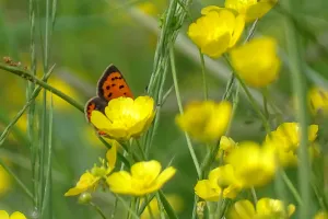Visite "Les papillons du bocage"
