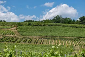 Marche gourmande du Kaefferkopf