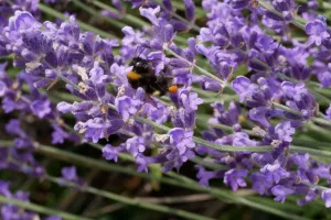 Écrire les sens au jardin : le toucher