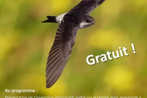 A la découverte des oiseaux du bâti