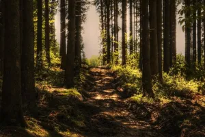 Printemps de la biodiversité - Balade et conte en forêt