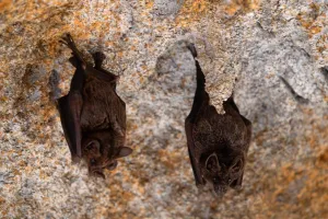 Découverte des chauves-souris