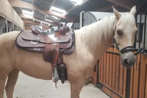 Concours équitation western