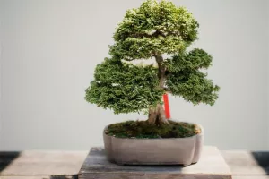 3 Nations Bonsai Festival