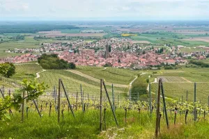 ALSACE ROCKS ! La Tournée des Terroirs - Etape #7