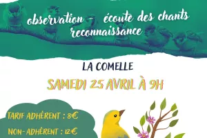 Balade ornithologique