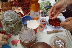 Ateliers-cueillettes de plantes sauvages