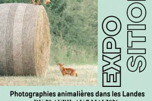 Quentin Bignebat - Photos Animalières des Landes