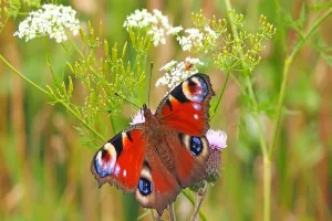 Inauguration du jardin : plantes médicinales & biodiversité