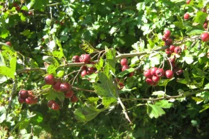 Auprès de mon arbre