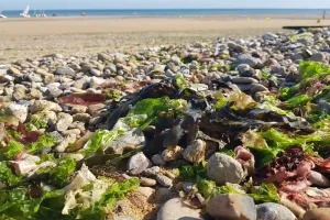 Contes d'une plage vivante