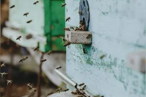 Nature en fête : découverte des ruches