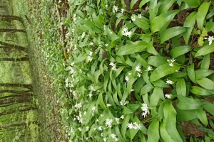 Stage Botanique et Usages des Plantes