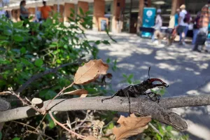 FÊTE DE LA NATURE
