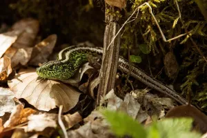 Les reptiles du Grand-Est