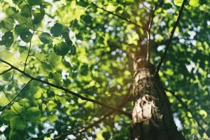 Portrait musical de la nature