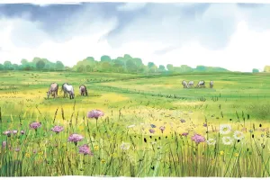 Flore des prairies humides