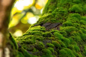 Micro-Safari : les mousses à portée de loupe !