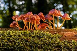 Les liens surprenants entre les champignons et les arbres