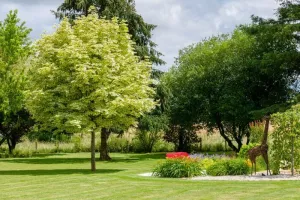 La place de l'arbre dans le jardin