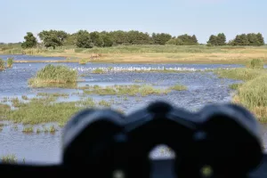 Samedi comptage à Terres d'Oiseaux