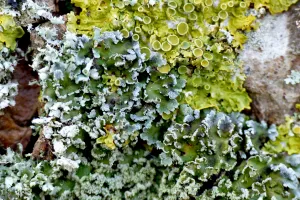 Les lichens et la santé