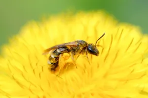 Exposition "Le miel et les abeilles"
