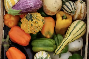 Les Journées du Potager