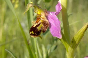 Reconnaître et recenser les orchidées