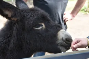 Fête de l'Âne et de l'automne