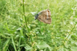 Partez à la découverte des zones humides autour du plan de Nouailhas