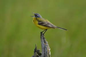 Les oiseaux communs du lac de la Prade