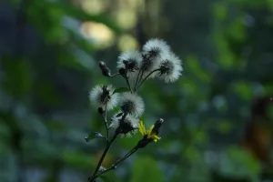 La biodiversité : richesse de nos jardins
