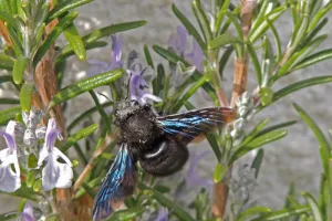 A la découverte des insectes pollinisateurs